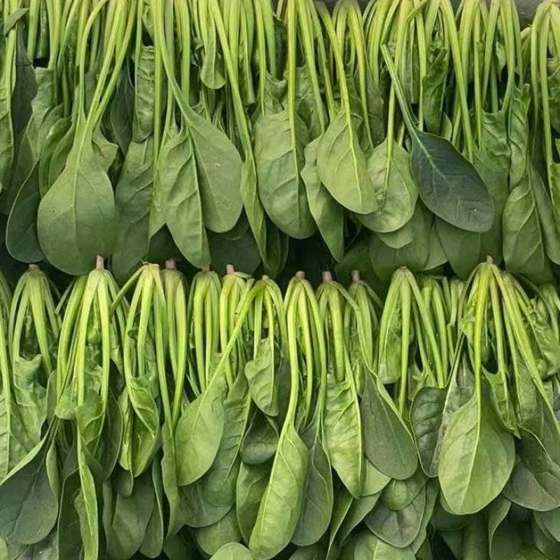 山东泡沫箱装精品小叶菠菜产地一手货源量大价优全国发货
