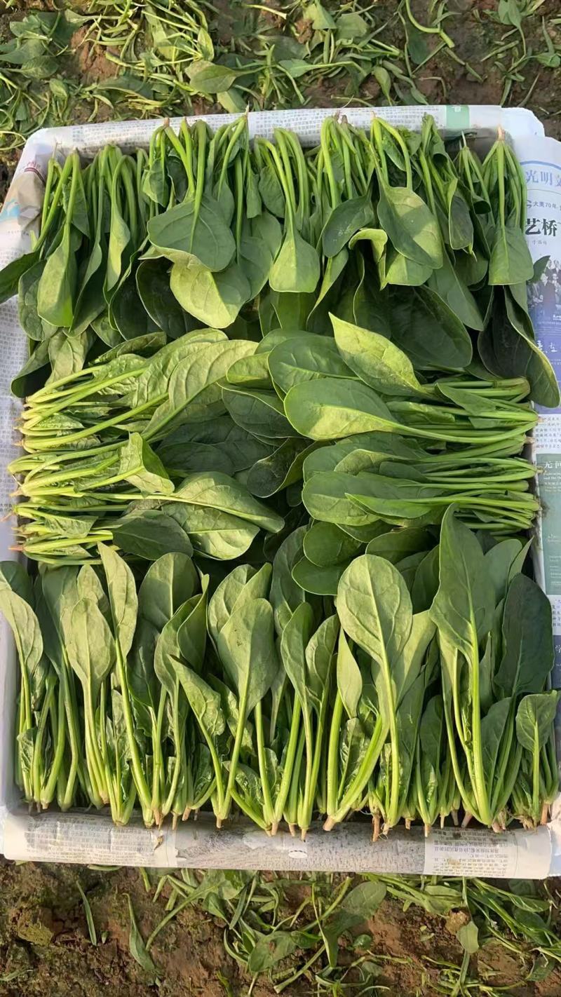 山东泡沫箱装精品小叶菠菜产地一手货源量大价优全国发货
