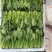 山东泡沫箱装精品小叶菠菜产地一手货源量大价优全国发货