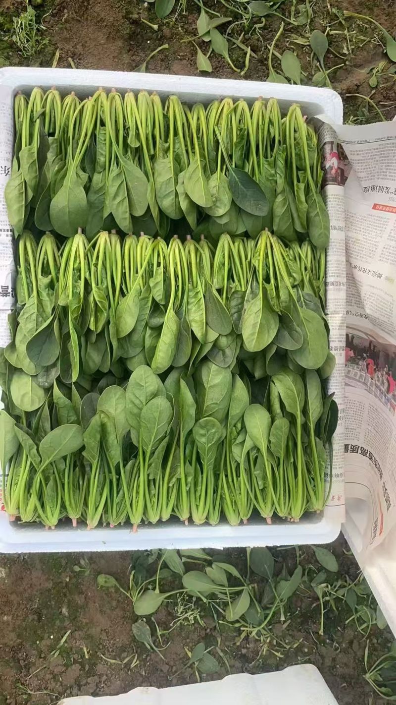 山东泡沫箱装精品小叶菠菜产地一手货源量大价优全国发货