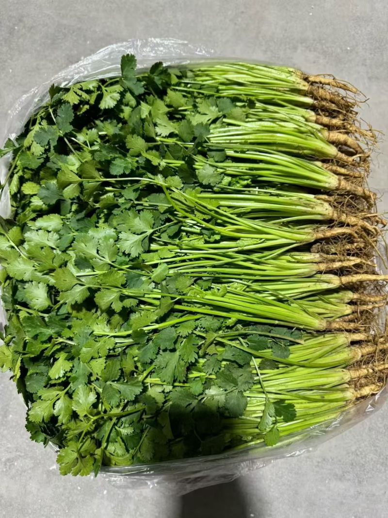 山东泡沫箱装精品香菜产地一手货源量大价优全国发货