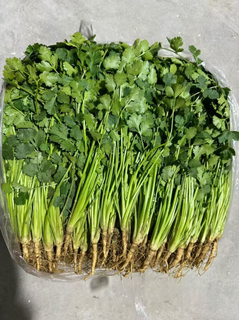 山东泡沫箱装精品香菜产地一手货源量大价优全国发货