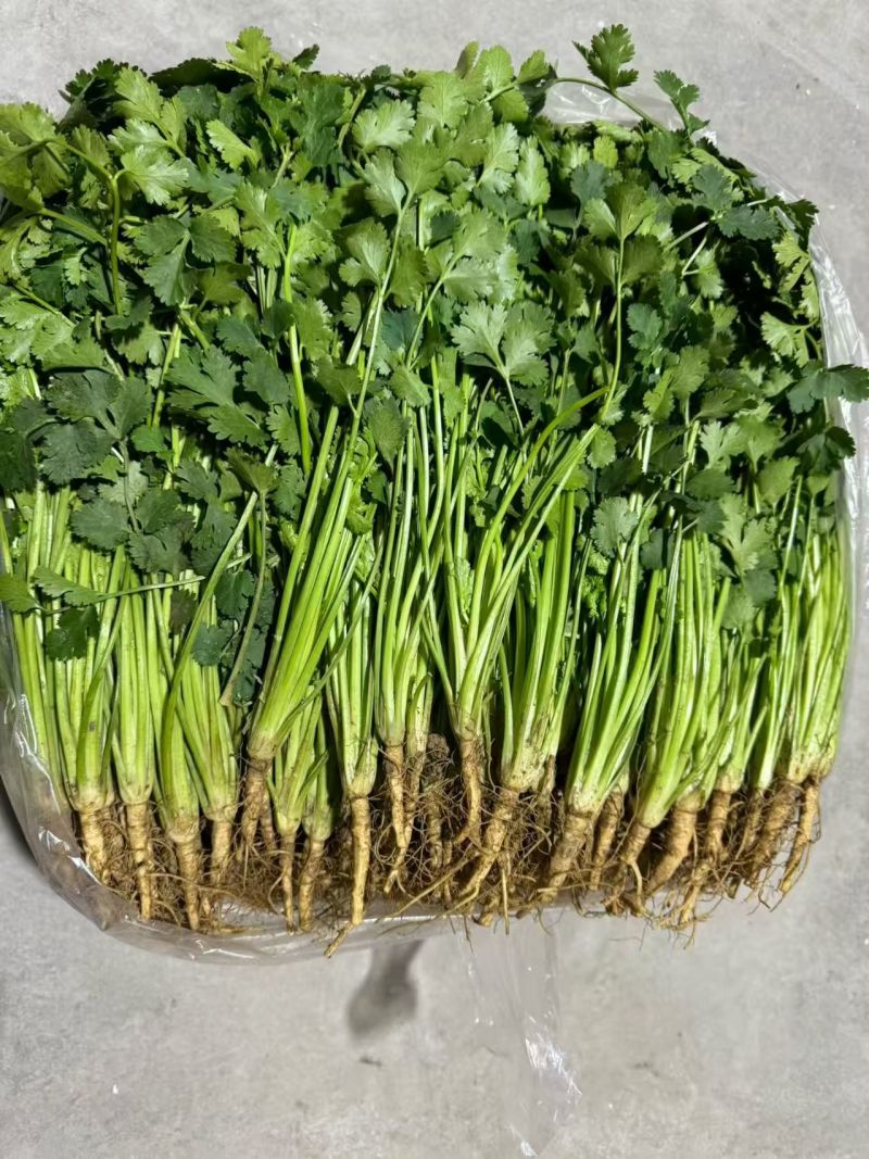 山东泡沫箱装精品香菜产地一手货源量大价优全国发货