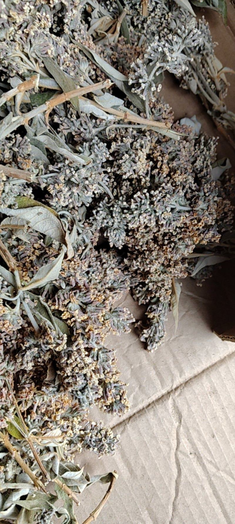 云南野生染饭花可染米饭中药材密蒙花可煲汤可以盆景可入药