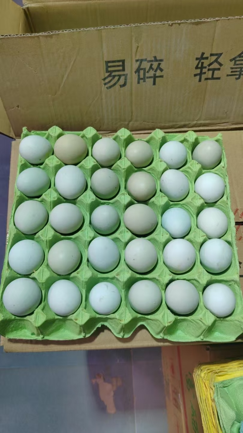 蛋品供应！