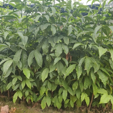 三叉苦苗产地直发一手货源种植技术支持