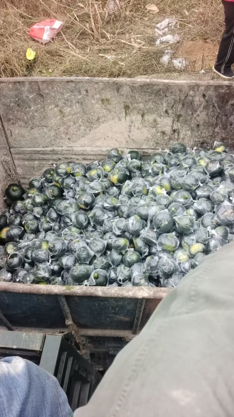 青南瓜，广西坡地早熟新鲜青南瓜板瓜大量上市，各种规格