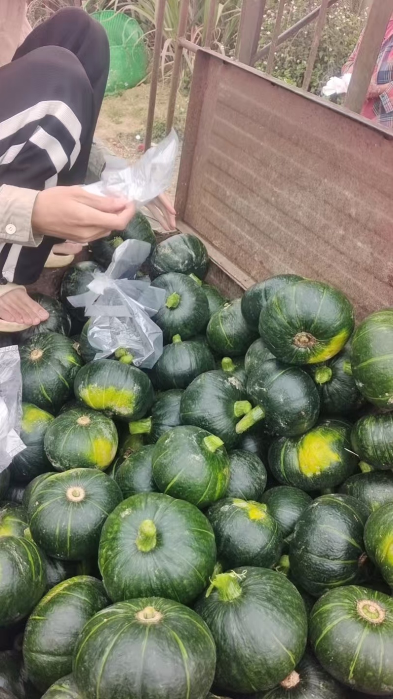 青南瓜，广西坡地早熟新鲜青南瓜板瓜大量上市，各种规格