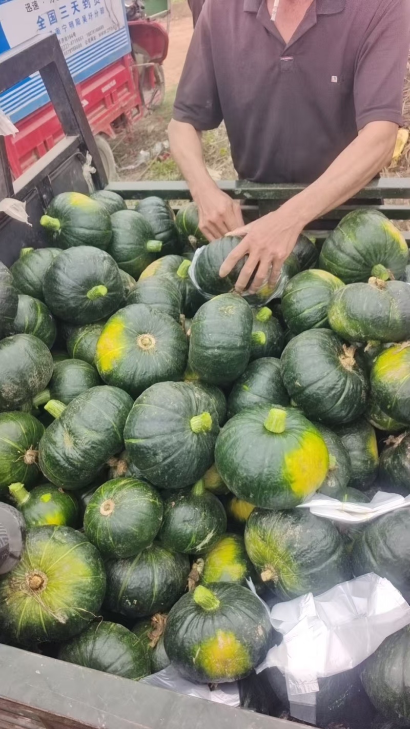 青南瓜，广西坡地早熟新鲜青南瓜板瓜大量上市，各种规格