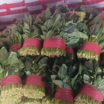 菠菜，上货量大，支持各种包装