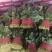 菠菜，上货量大，支持各种包装