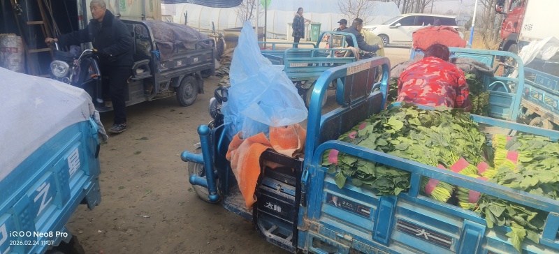 菠菜，上货量大，支持各种包装