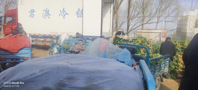 菠菜，上货量大，支持各种包装