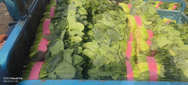 菠菜，上货量大，支持各种包装