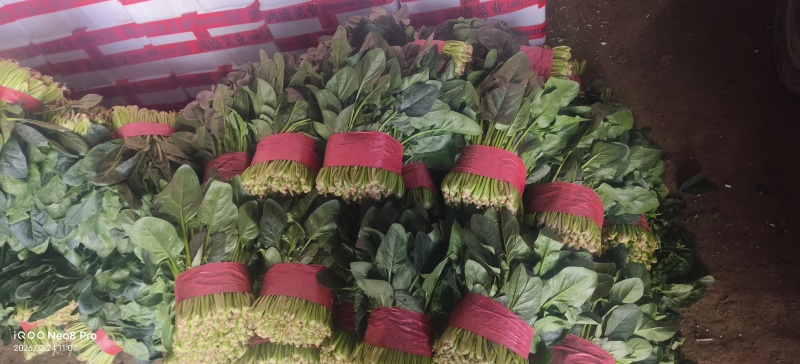 菠菜，上货量大，支持各种包装