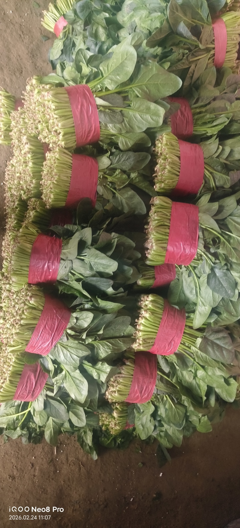 菠菜，上货量大，支持各种包装
