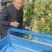 菠菜，上货量大，支持各种包装