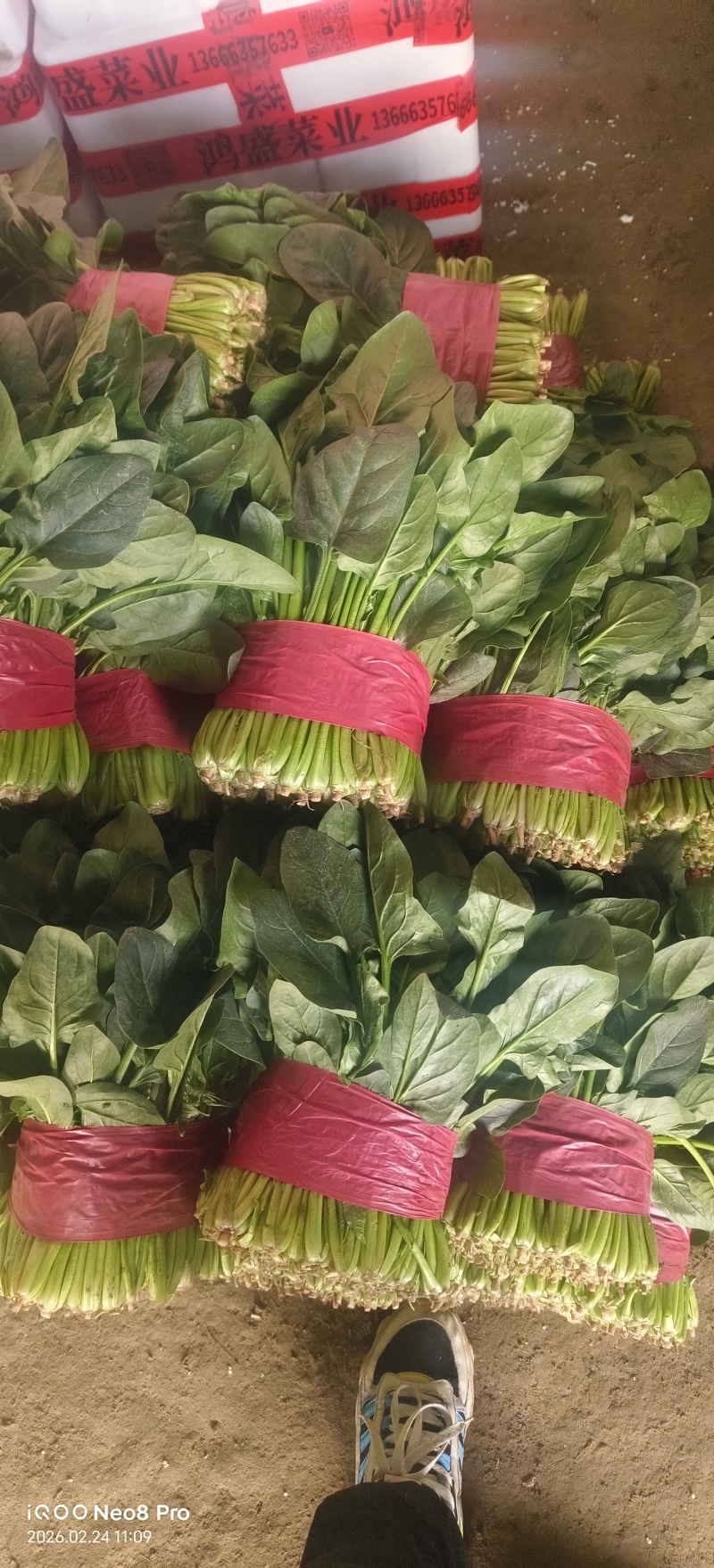 菠菜，上货量大，支持各种包装