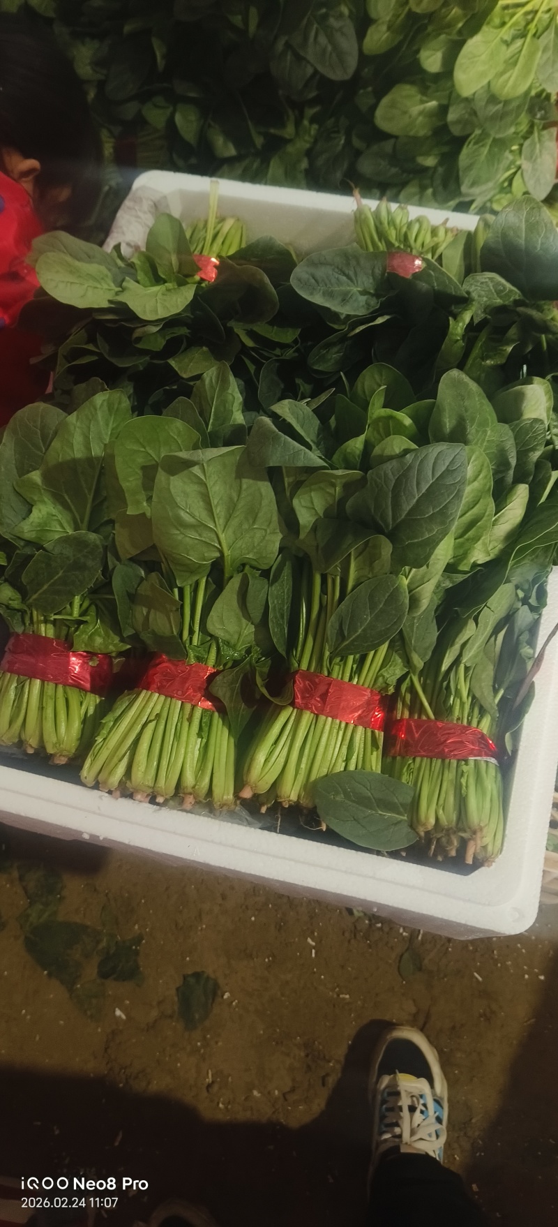 菠菜，上货量大，支持各种包装