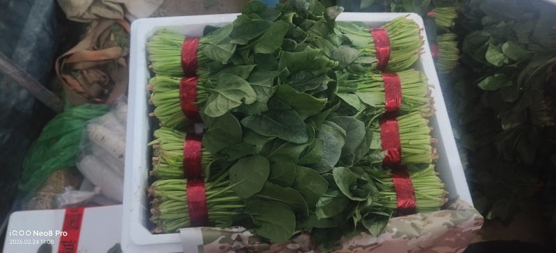 菠菜，上货量大，支持各种包装