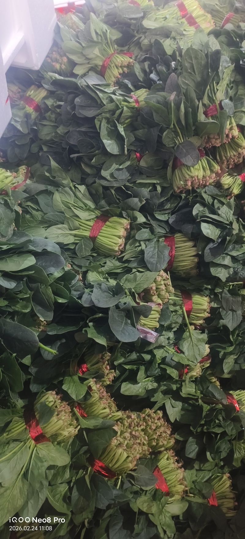菠菜，上货量大，支持各种包装