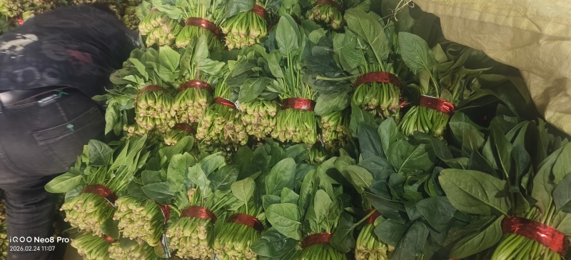 菠菜，上货量大，支持各种包装