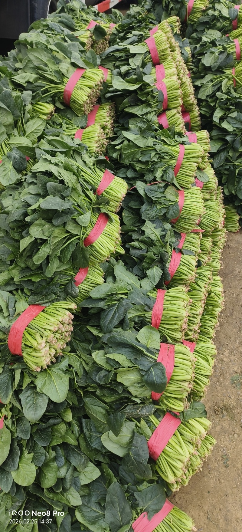 菠菜，上货量大，支持各种包装