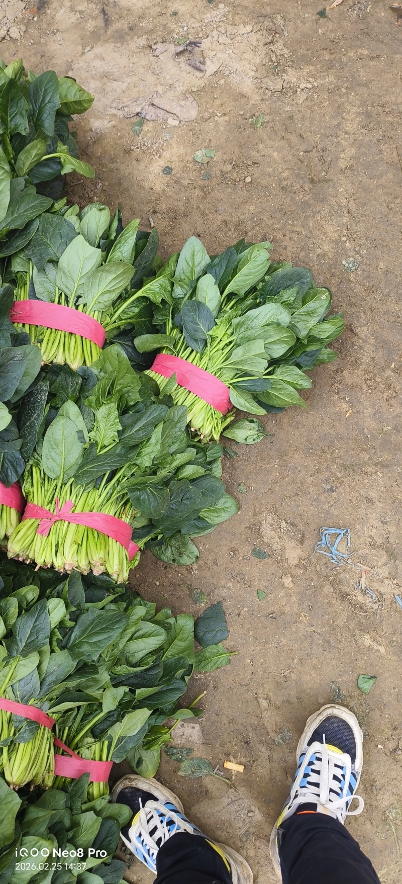 菠菜，上货量大，支持各种包装