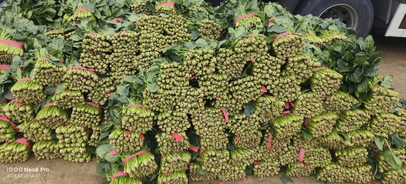 菠菜，上货量大，支持各种包装