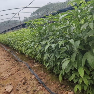 三叉苦苗产地直发一手货源提供技术指导