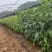 三叉苦苗产地直发一手货源提供技术指导