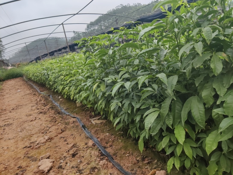 三叉苦苗产地直发一手货源提供技术指导