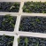 山东精品蓝莓优瑞卡薄雾L11F6品种齐全价格实惠
