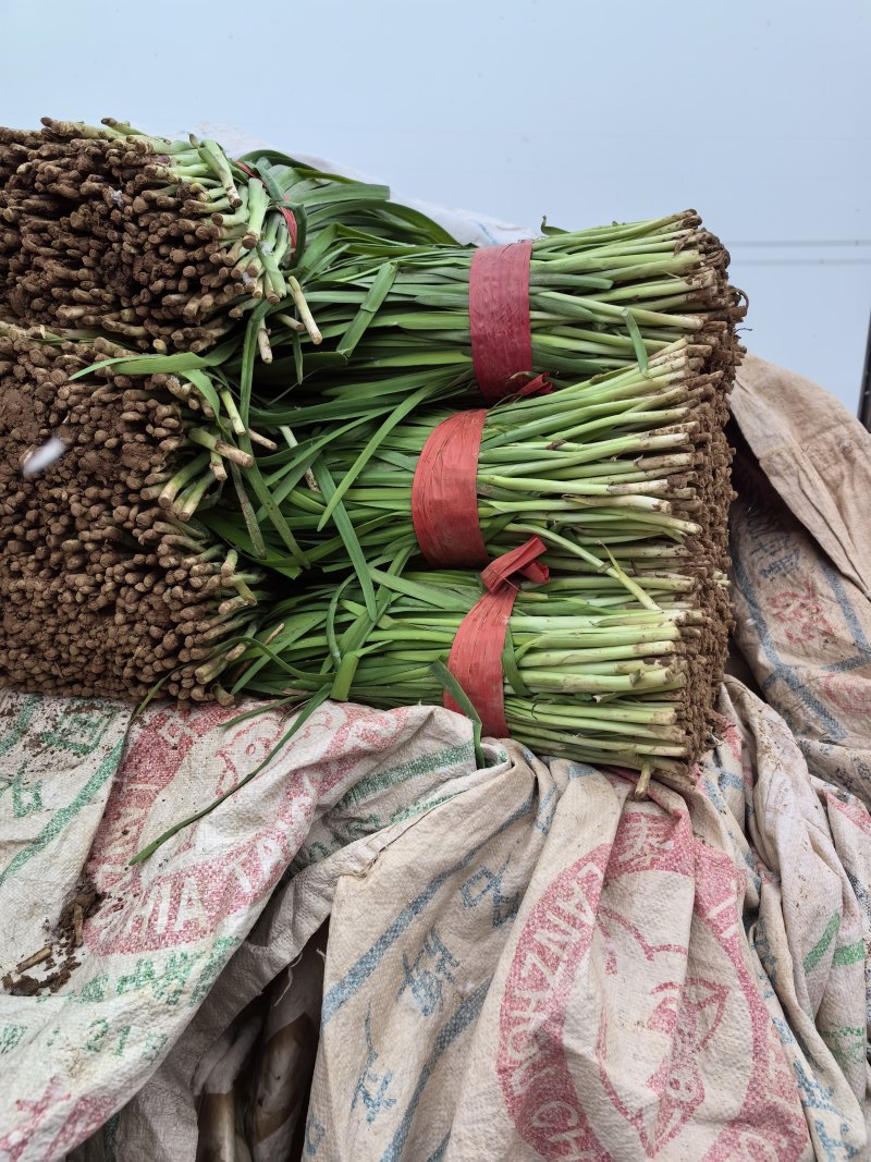 精品韭菜大量有货需要可以联系，质量好，根子粗