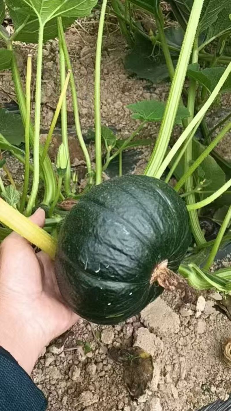 青南瓜广西青南瓜新鲜大量上市，货源充足稳定