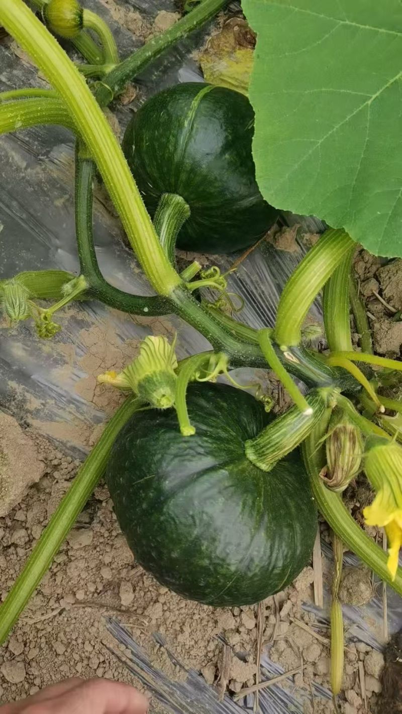 青南瓜广西青南瓜新鲜大量上市，货源充足稳定