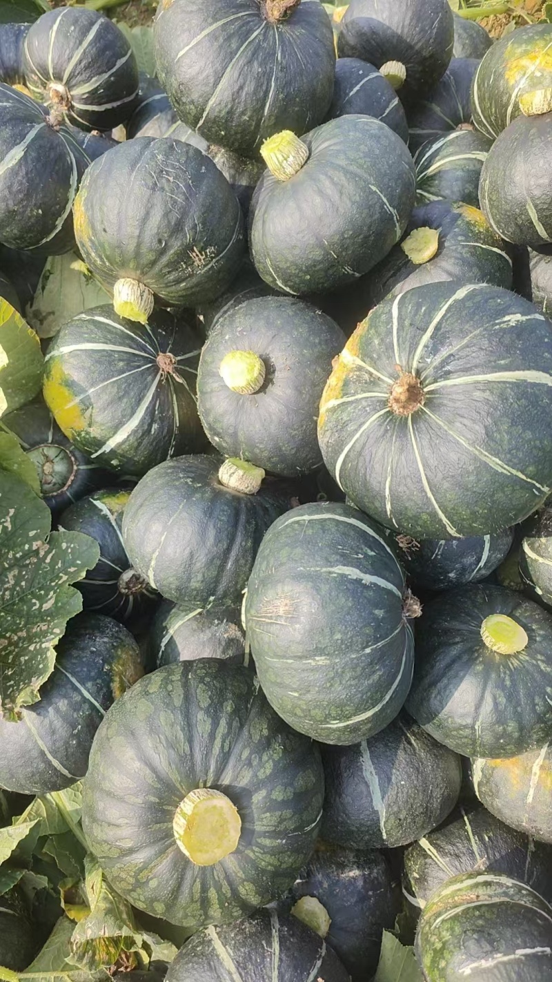 青南瓜广西青南瓜新鲜大量上市，货源充足稳定