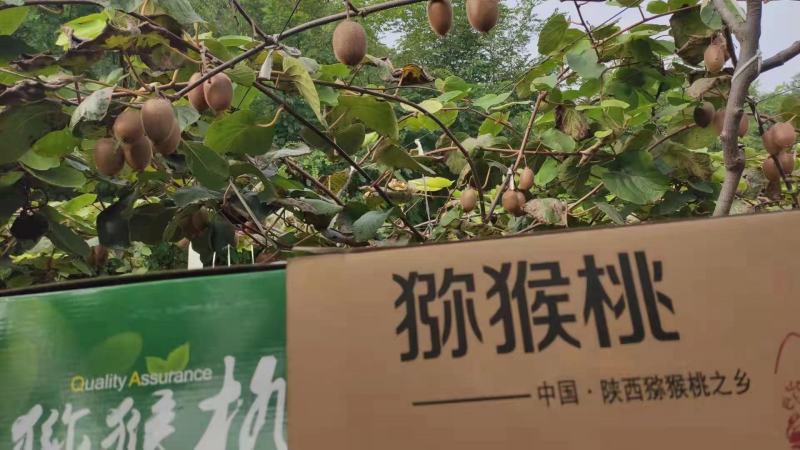 陕西核心产区绿心猕猴桃(翠香、徐香、金福）猕猴桃