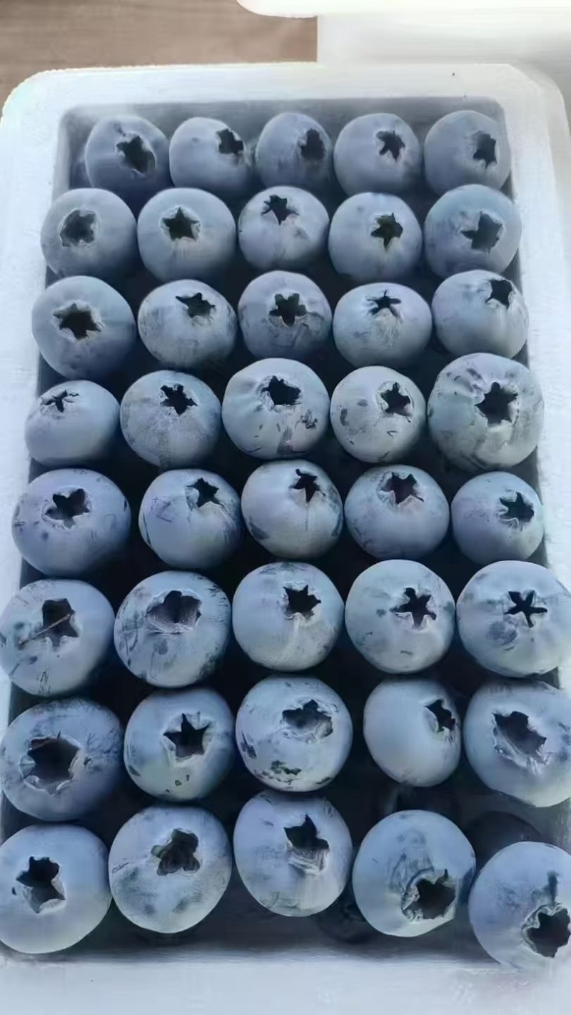【坏烂包赔】精品薄雾蓝莓山东产区F6L25L11