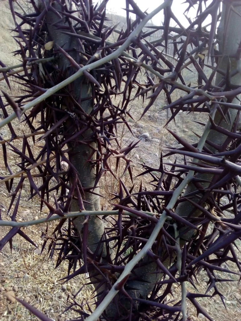 皂角刺