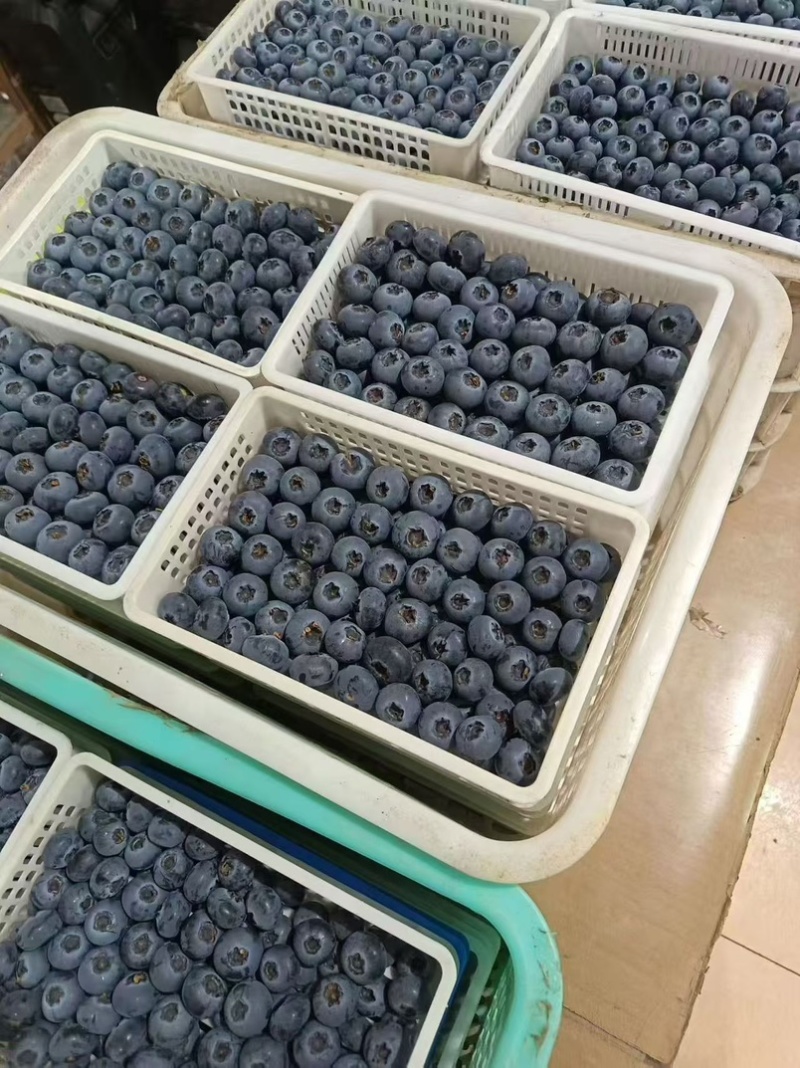 【脆甜蓝莓】山东瑞卡蓝莓头茬现摘按需包装品种保证