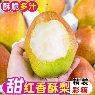 香梨红香酥梨精品推荐河北酥梨规格齐全全国发货价格实惠
