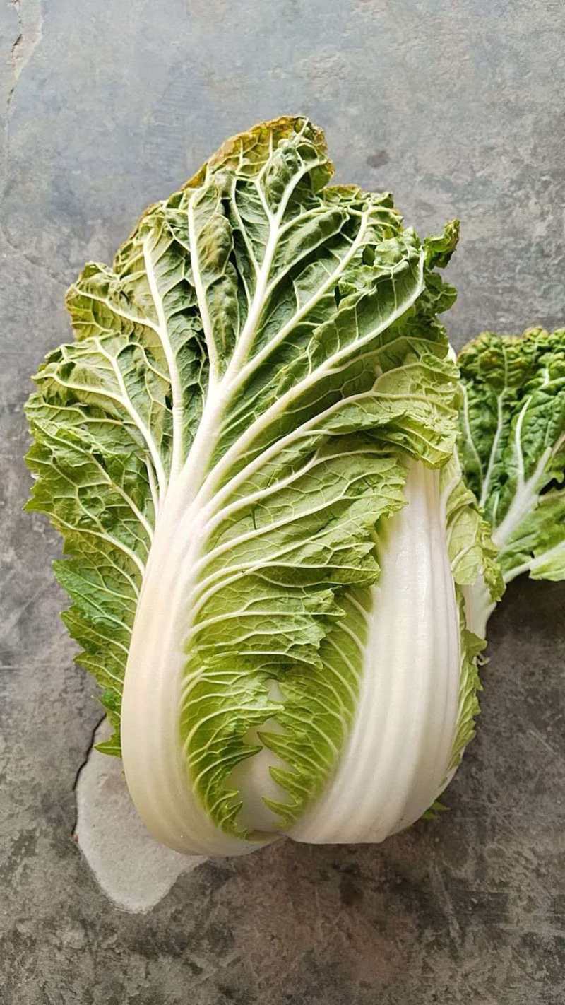 湖北白菜清甜可口价格美丽质量好走货快欢迎询价