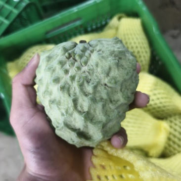 释迦果