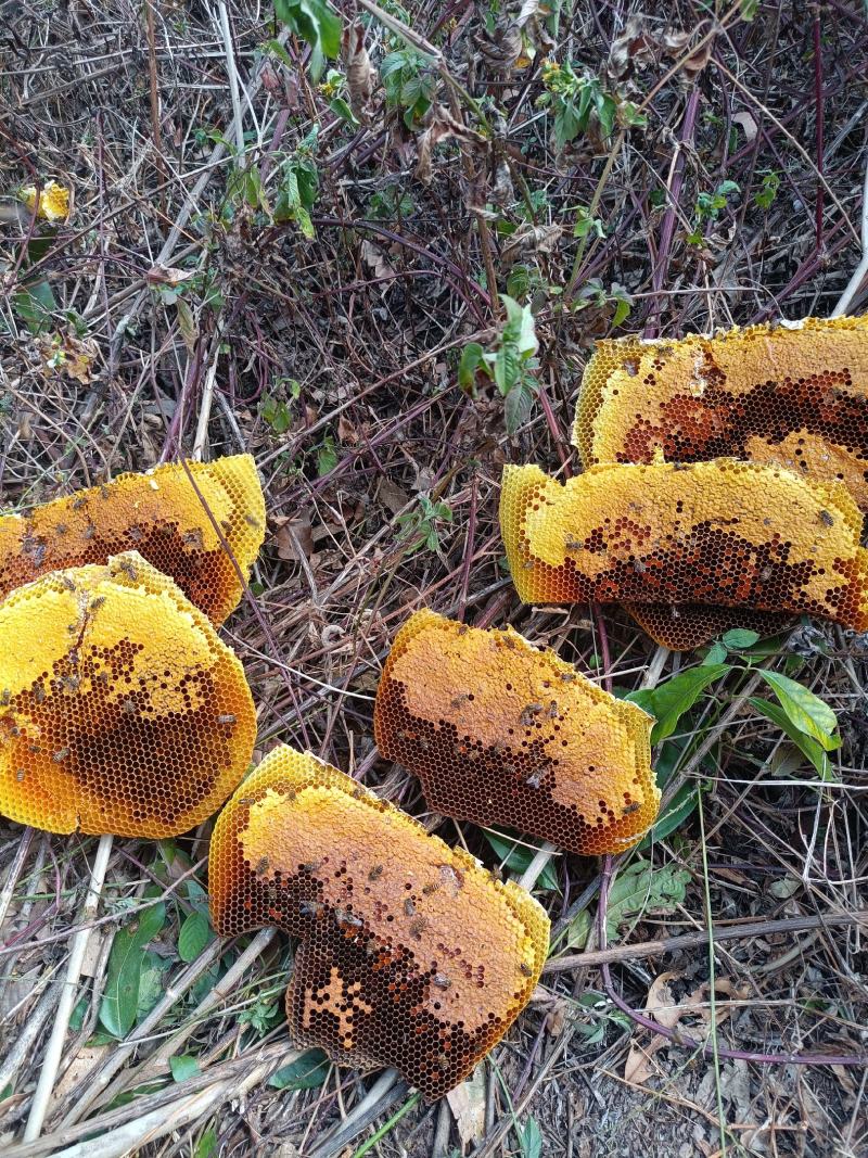 土蜂蜜