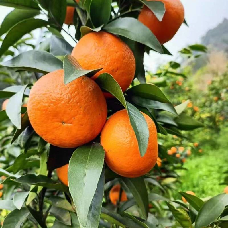汉源黄果柑无干水，糖度高