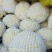 代收松花【松花菜】诚信经营，客户至上！共同发展。
