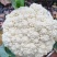代收松花【松花菜】诚信经营，客户至上！共同发展。