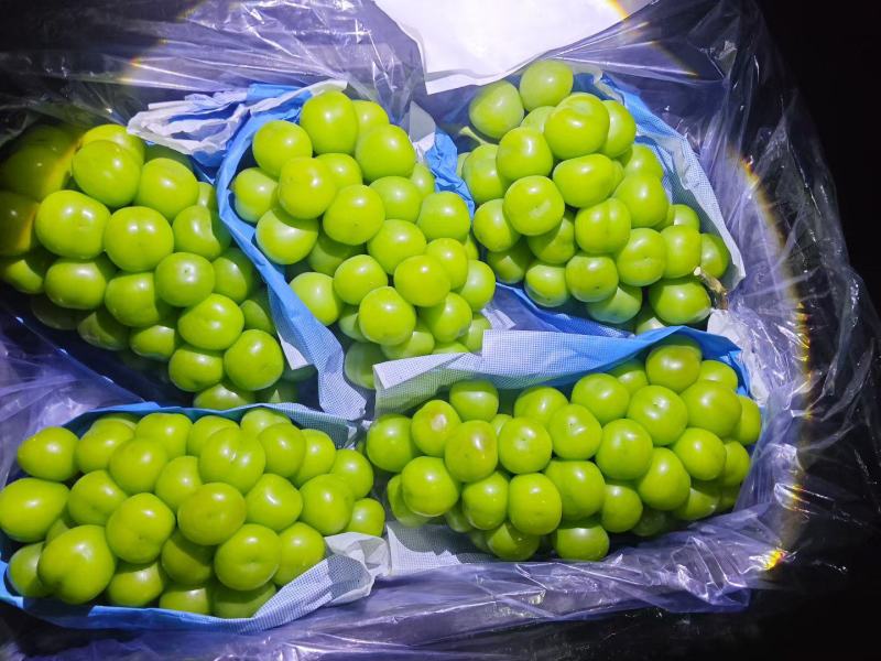 阳光玫瑰精品阳光玫瑰葡萄河北葡萄对接档口电商商标市场
