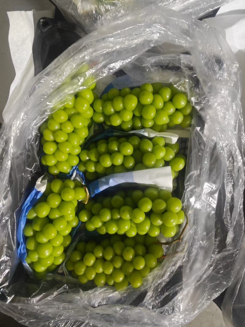 阳光玫瑰精品阳光玫瑰葡萄河北葡萄对接档口电商商标市场